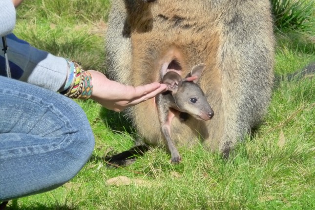 Cleland wildlife 108