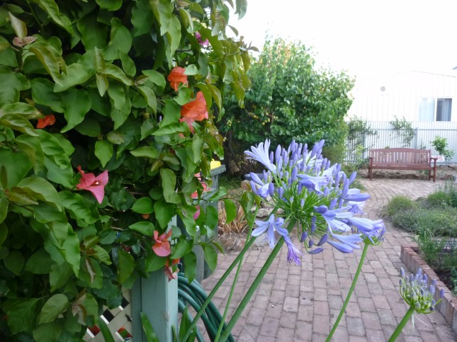 agapanthus
