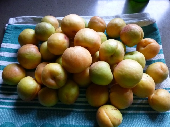 apricots