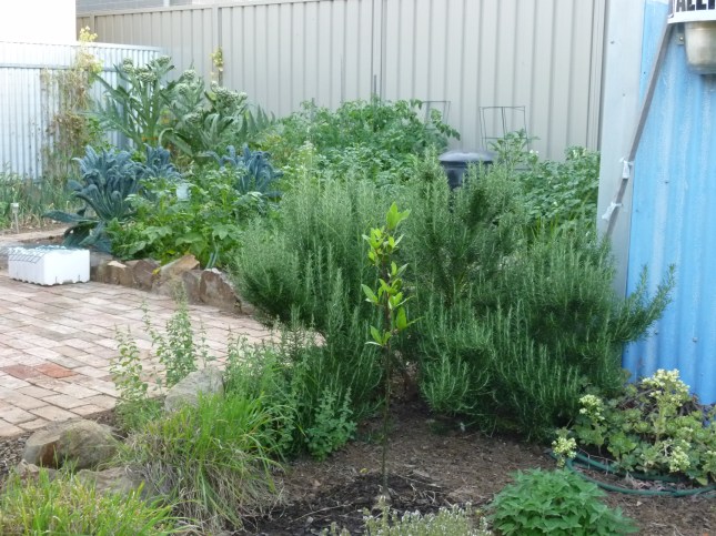 herbs and veg