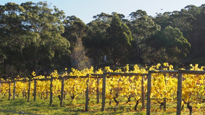 Autumn colour on the vines