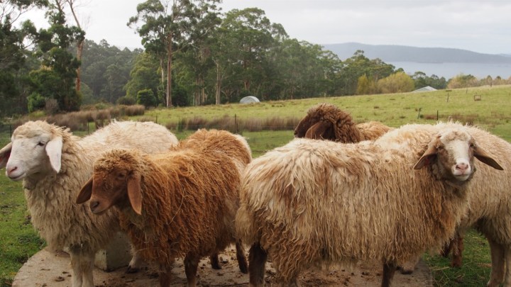 The girls - sheep at Grandvewe