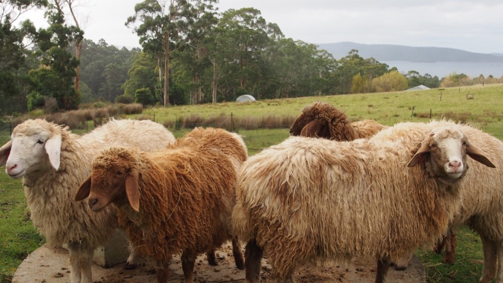 The girls - sheep at Grandvewe